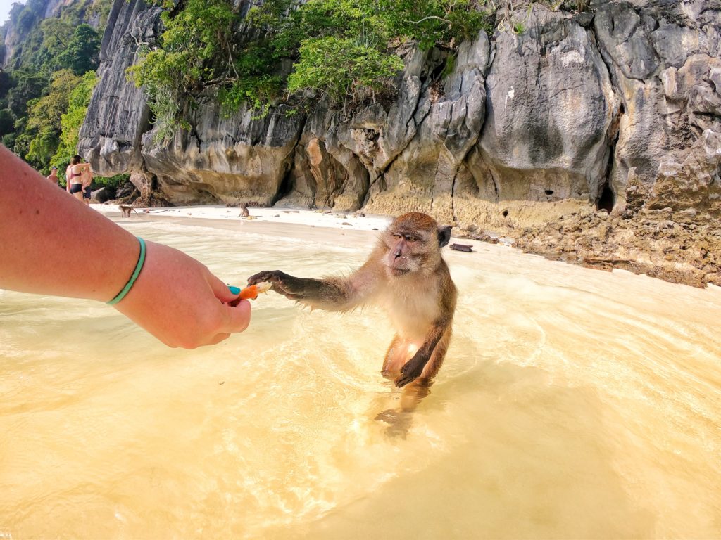 monkey beach - tailandia - blend travel