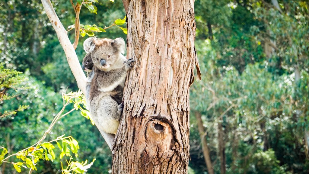 great ocean road - coalas em Bells Beach - blend travel